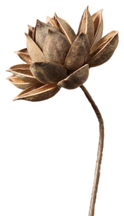 Aesthetic dried flower